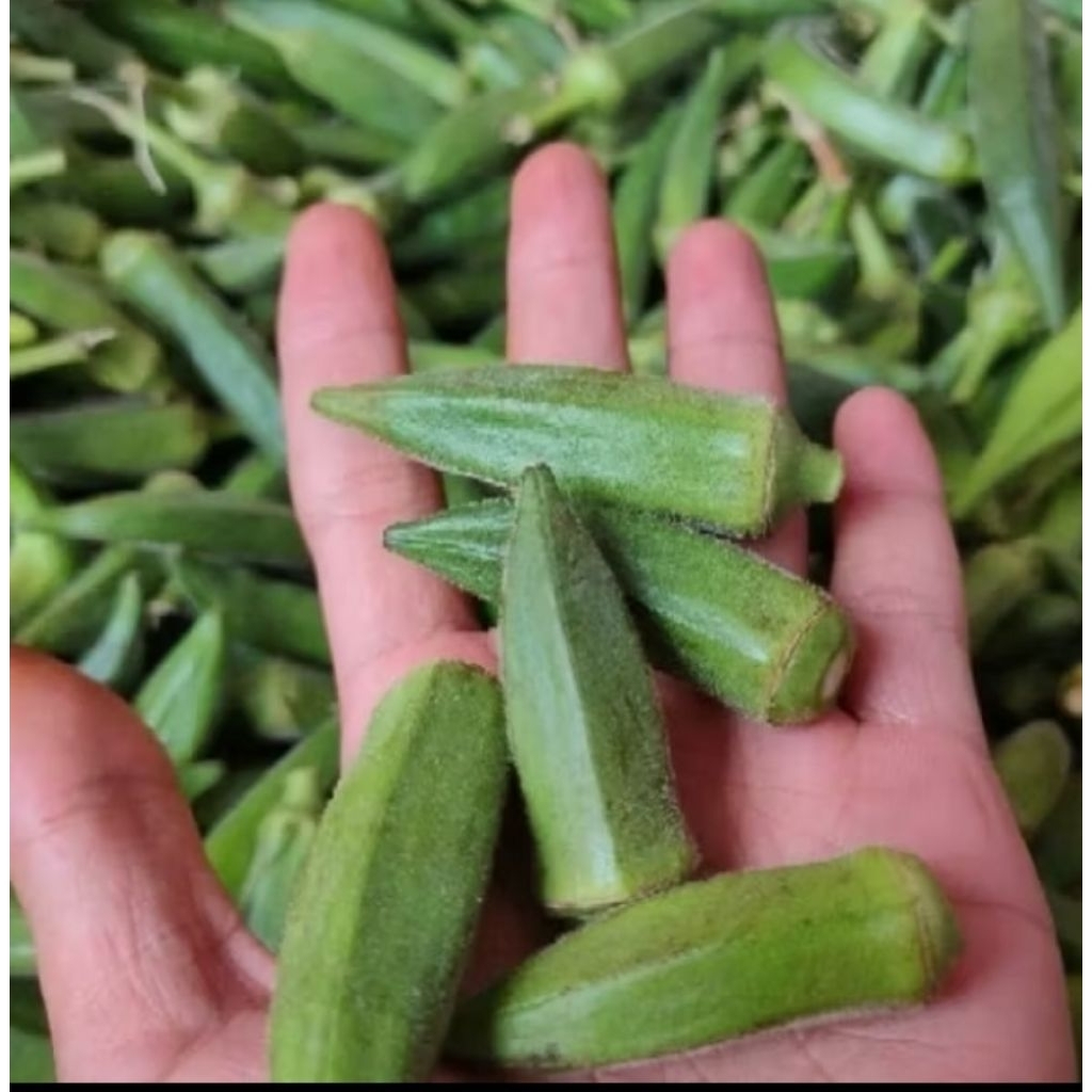 

Okra segar Grid A kecil