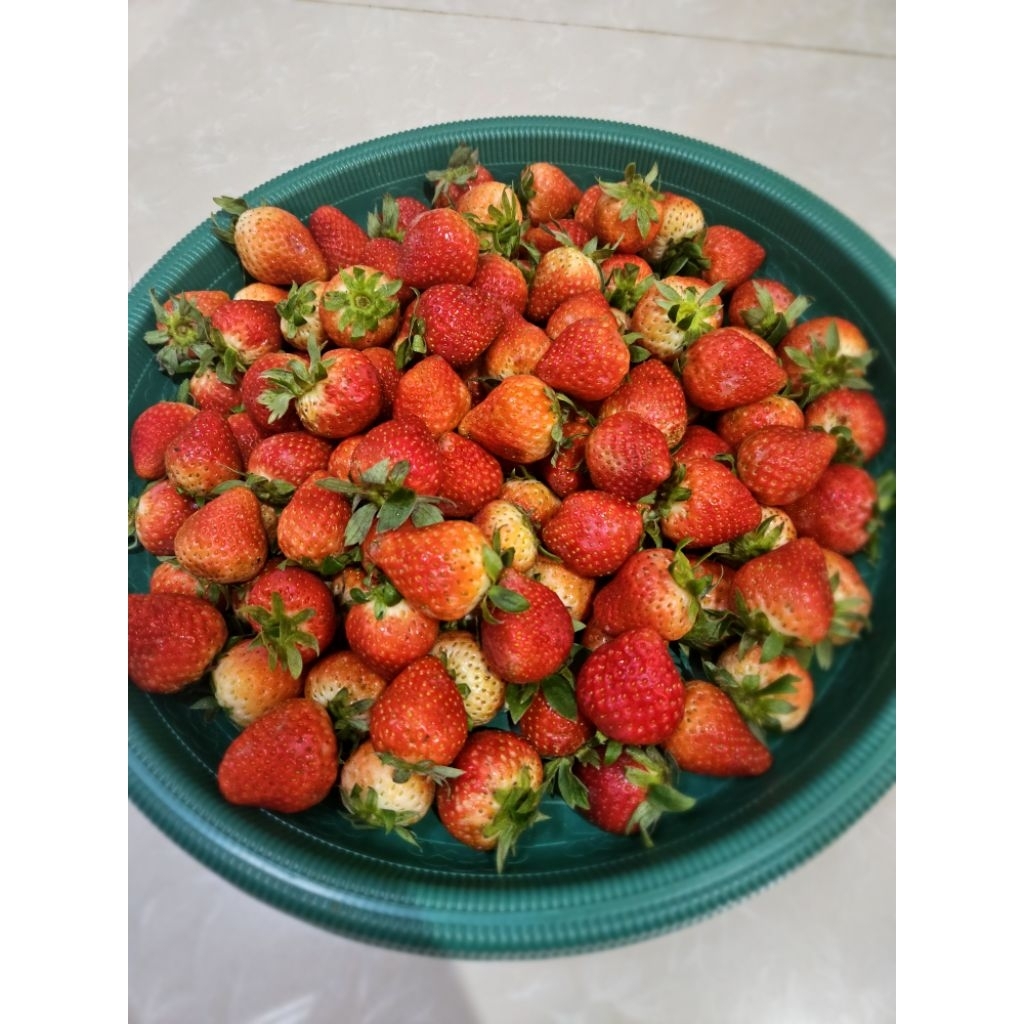 

strawberry bandung 500gr