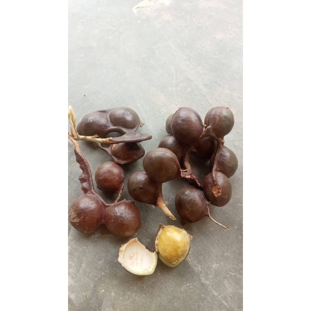 

jengkol tua rendang harga per 1kg