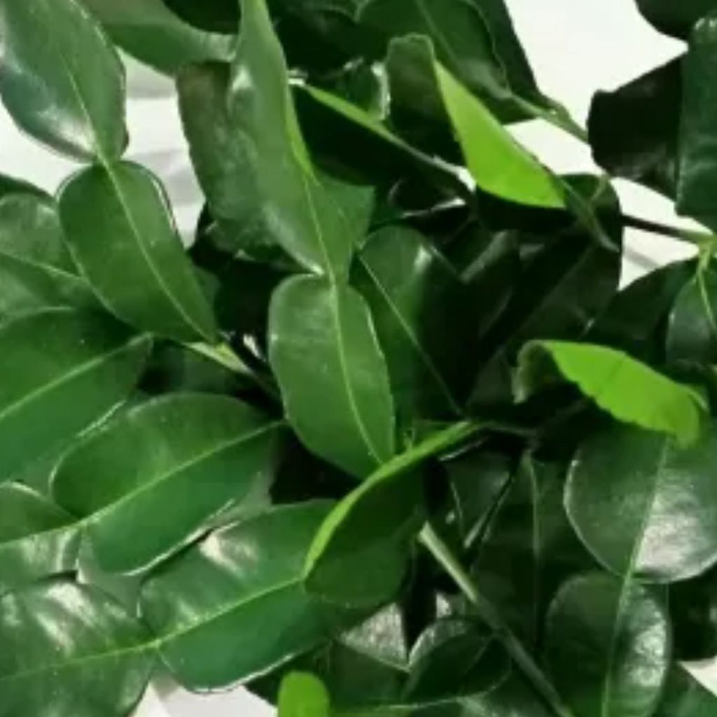 

daun jeruk purut segar rempah bumbu dapur bumbu masak bumbu sambal pecel bumbu rempah-rempah 50 gram