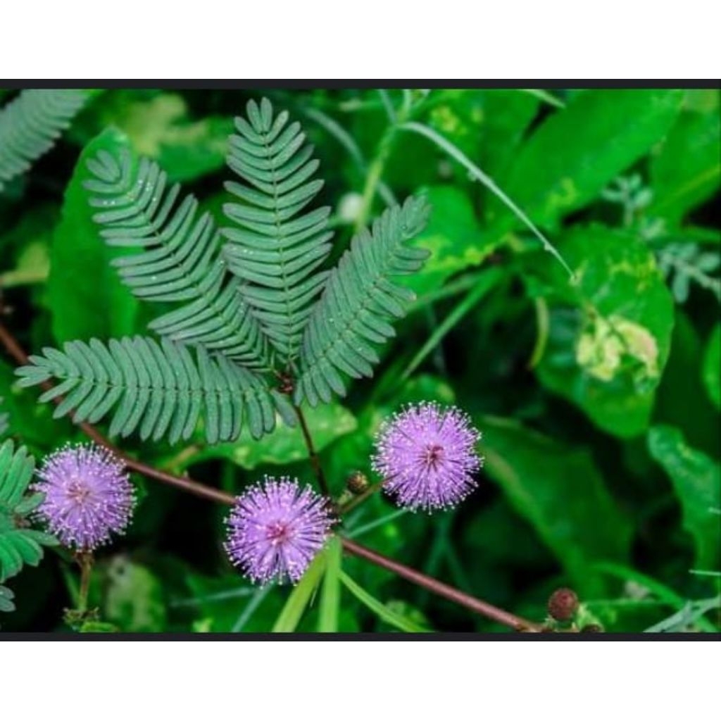 

Daun putri malu segar kemasan 500grm