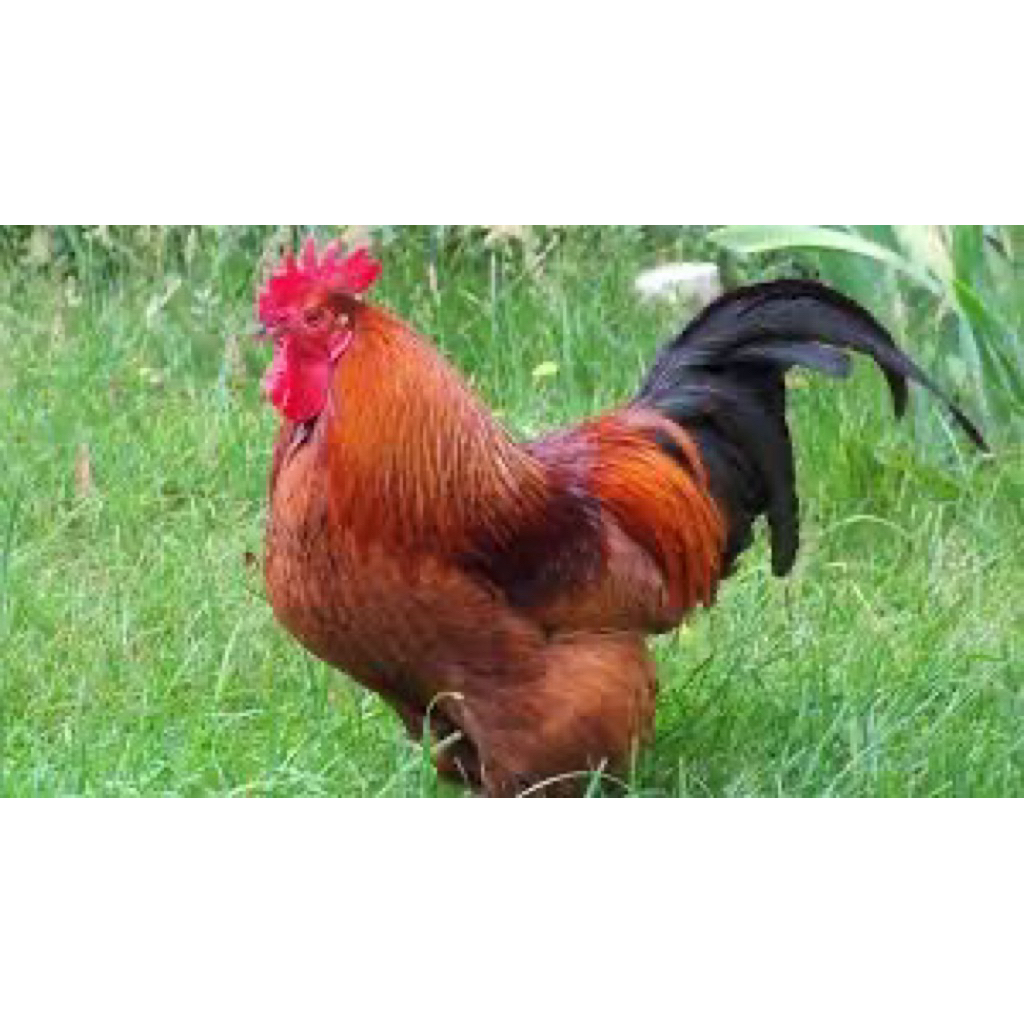 

TELUR FERTIL AYAM RIR UNTUK DITETASKAN