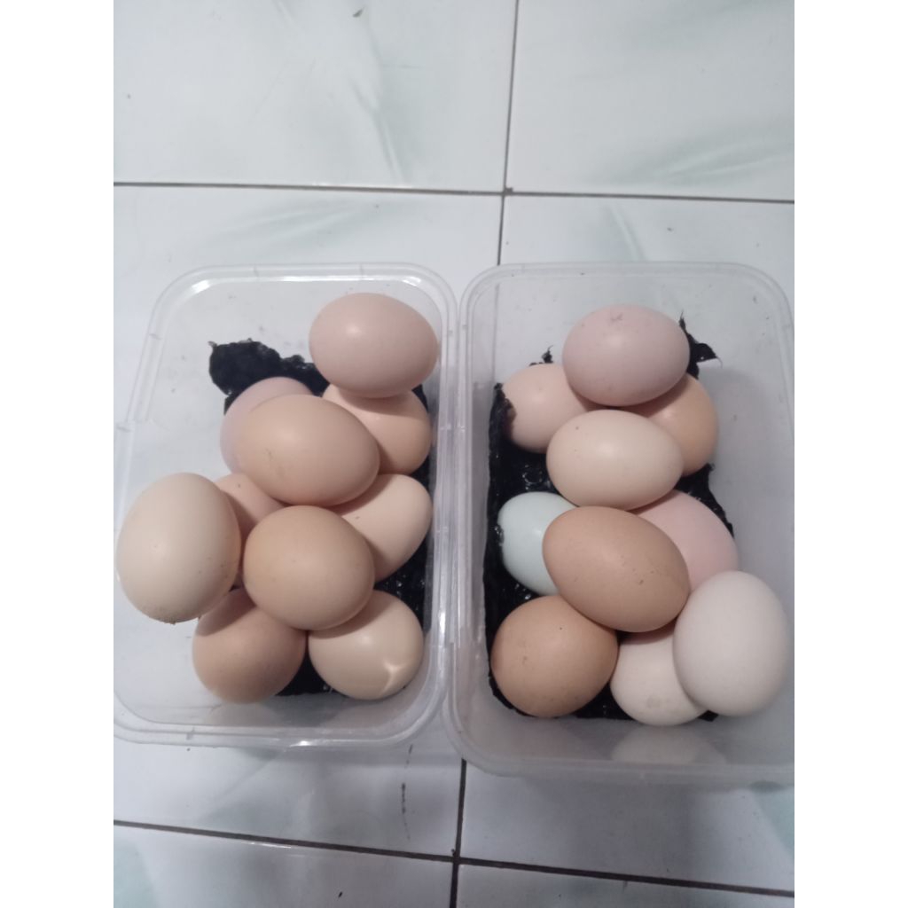 

telur ayam kampung