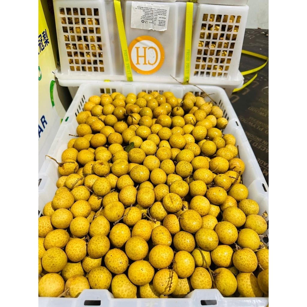 

GROSIR KELENGKENG LENGKENG BANGKOK THAILAND 1 KERANJANG 11-12KG Griya Sembada