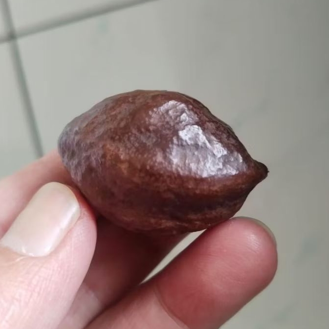 Kemiri Adu Muncang Adu LK Ori Urgen Rel Urat Dua Matang