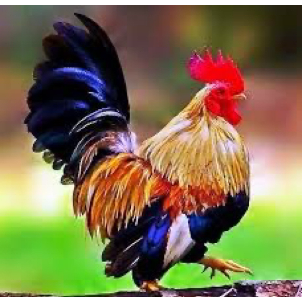 TELUR FERTIL AYAM KATE CLABO UNTUK DITETASKAN