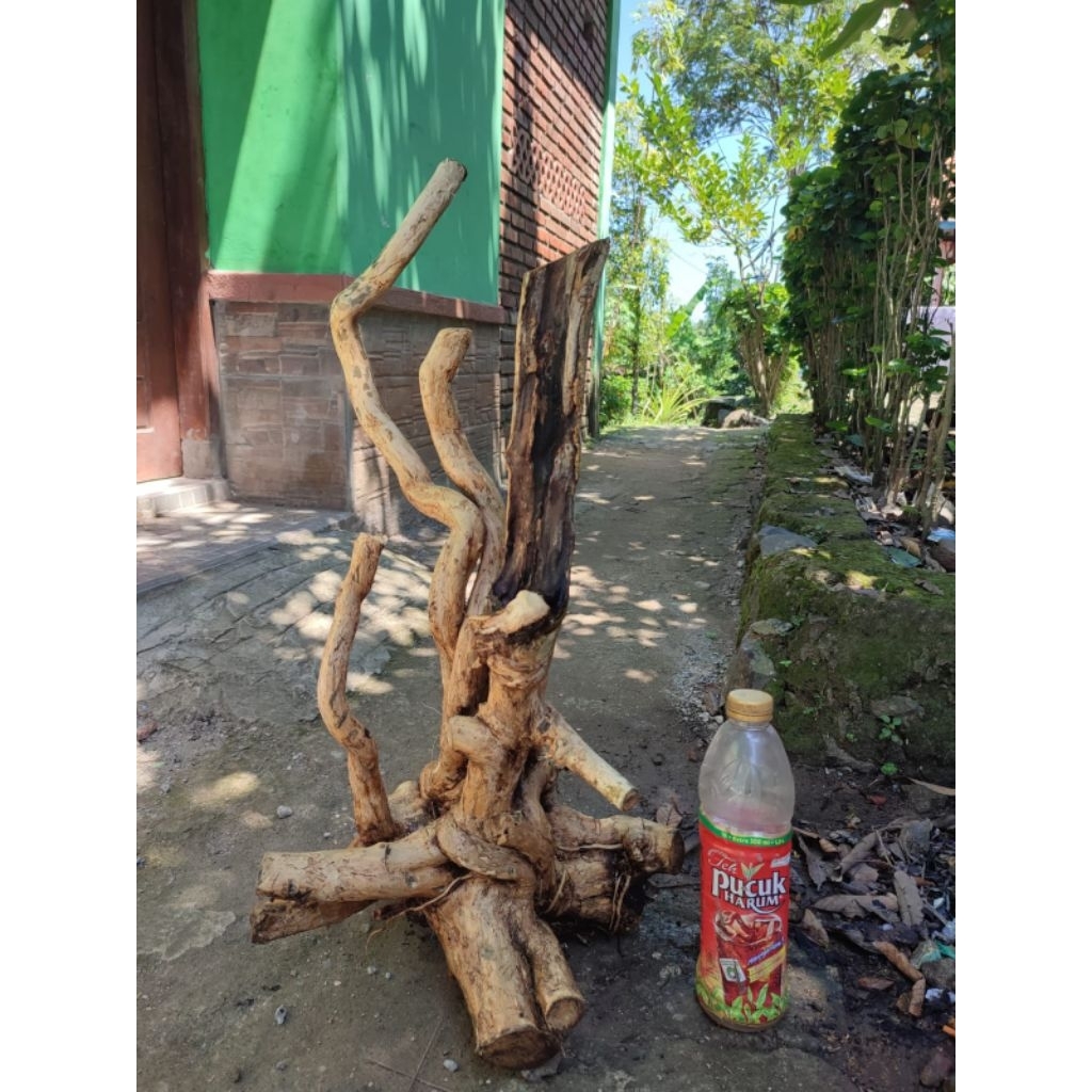 bahan bonsai wahong gunung murah