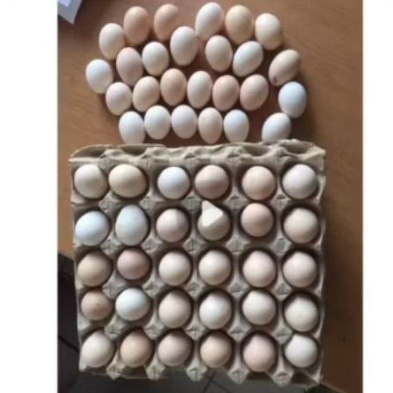 

TELUR AYAM KAMPUNG 10 BUTIR