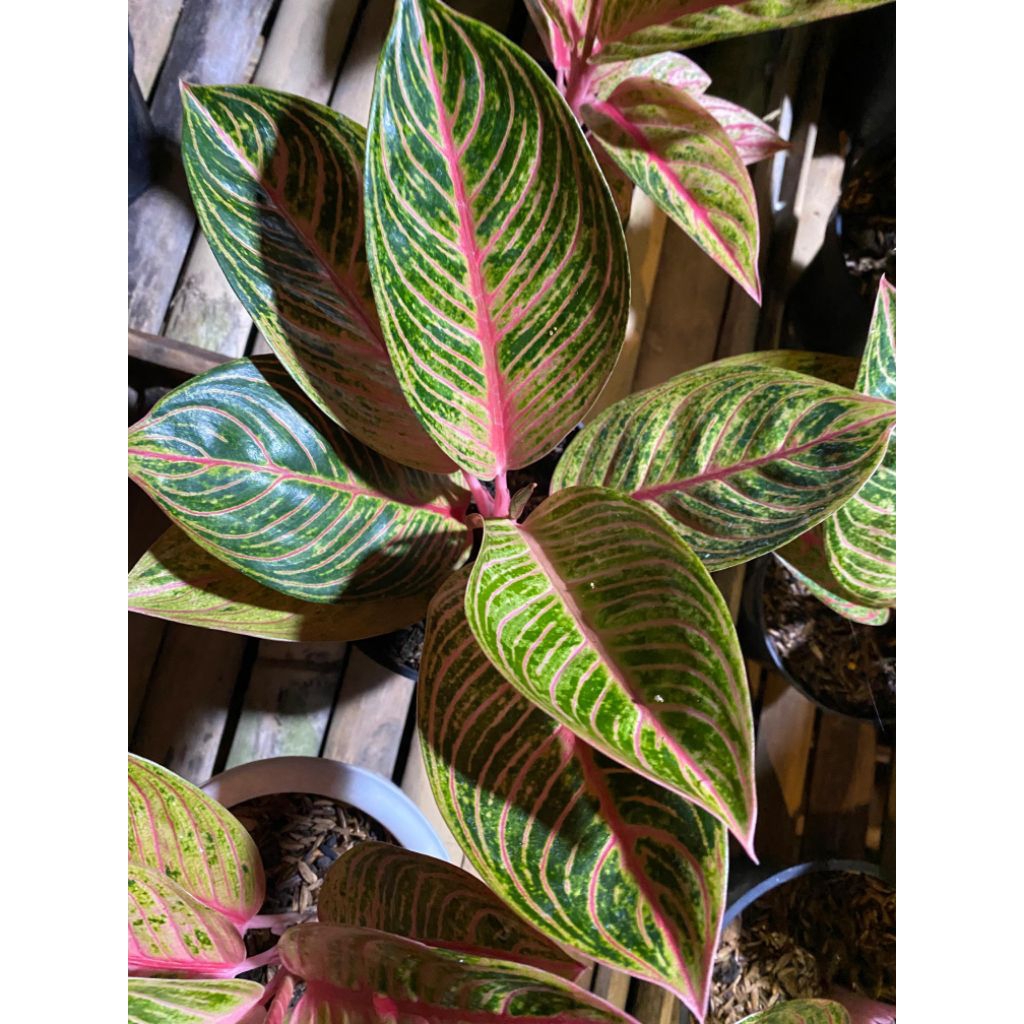 aglaonema (kresna golden)