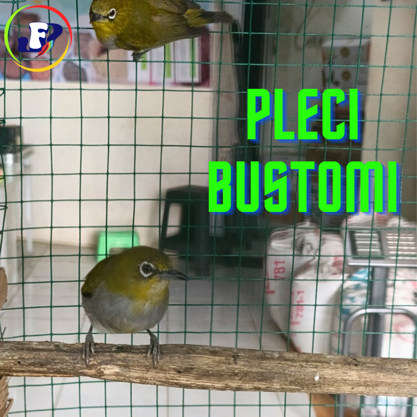 Burung Kicau Pleci Bustomi Bahan Progres
