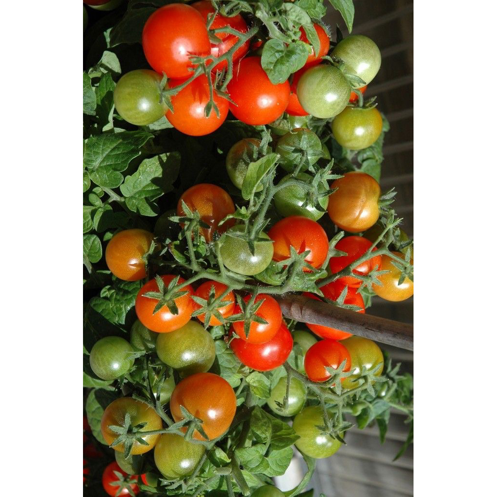 

Rampai / Tomat Kecil ( 2kg )