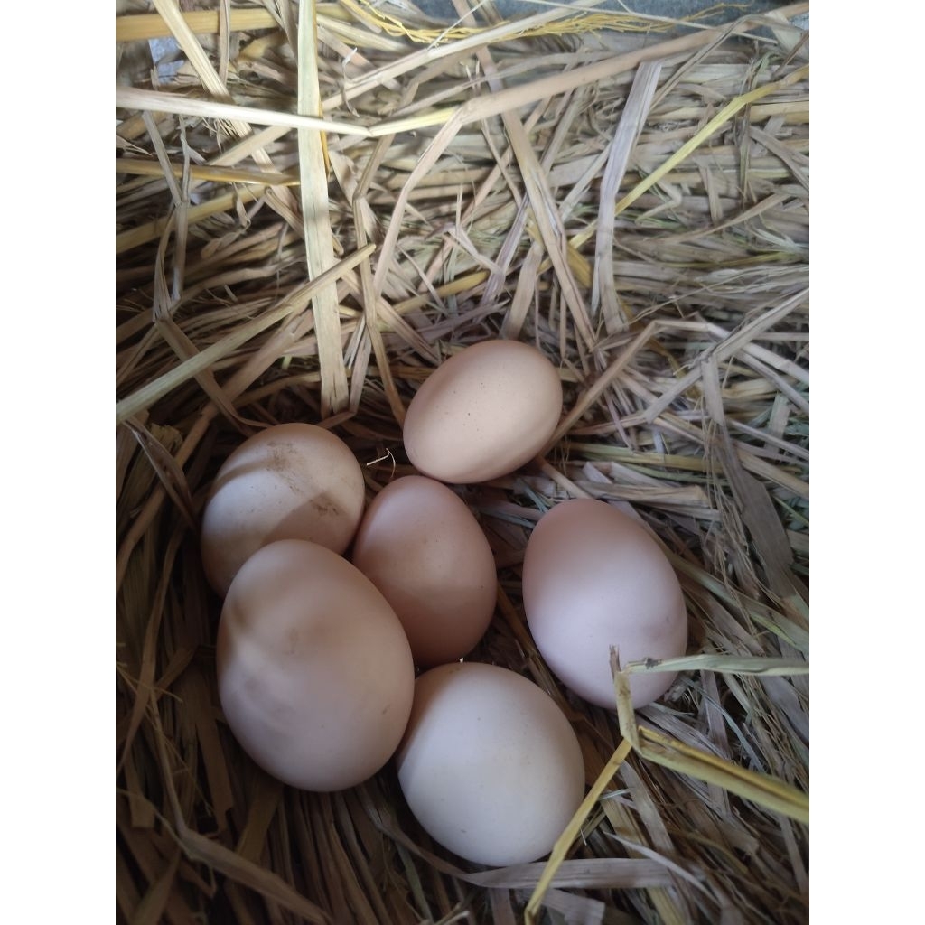 

Telur ayam shamo eropa zuchter dan black Sumatra
