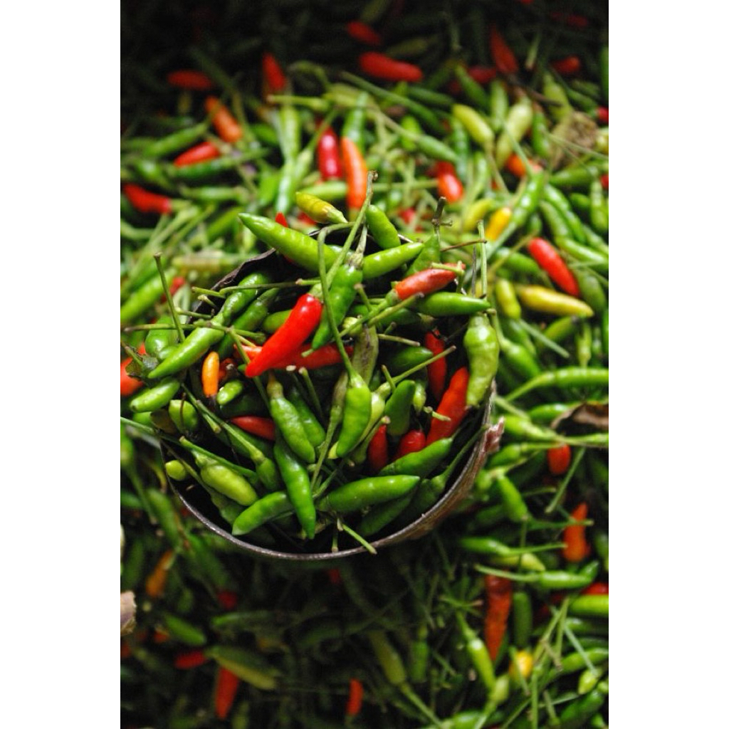 

Cabe Rawit Gunung ( 500g )