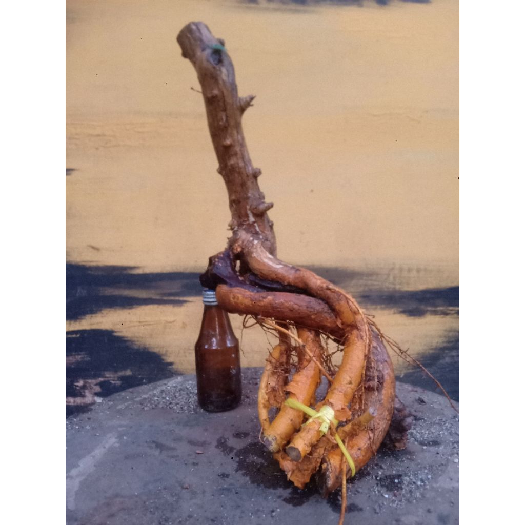 BAHAN BONSAI SISIR KALIAGE UNIK