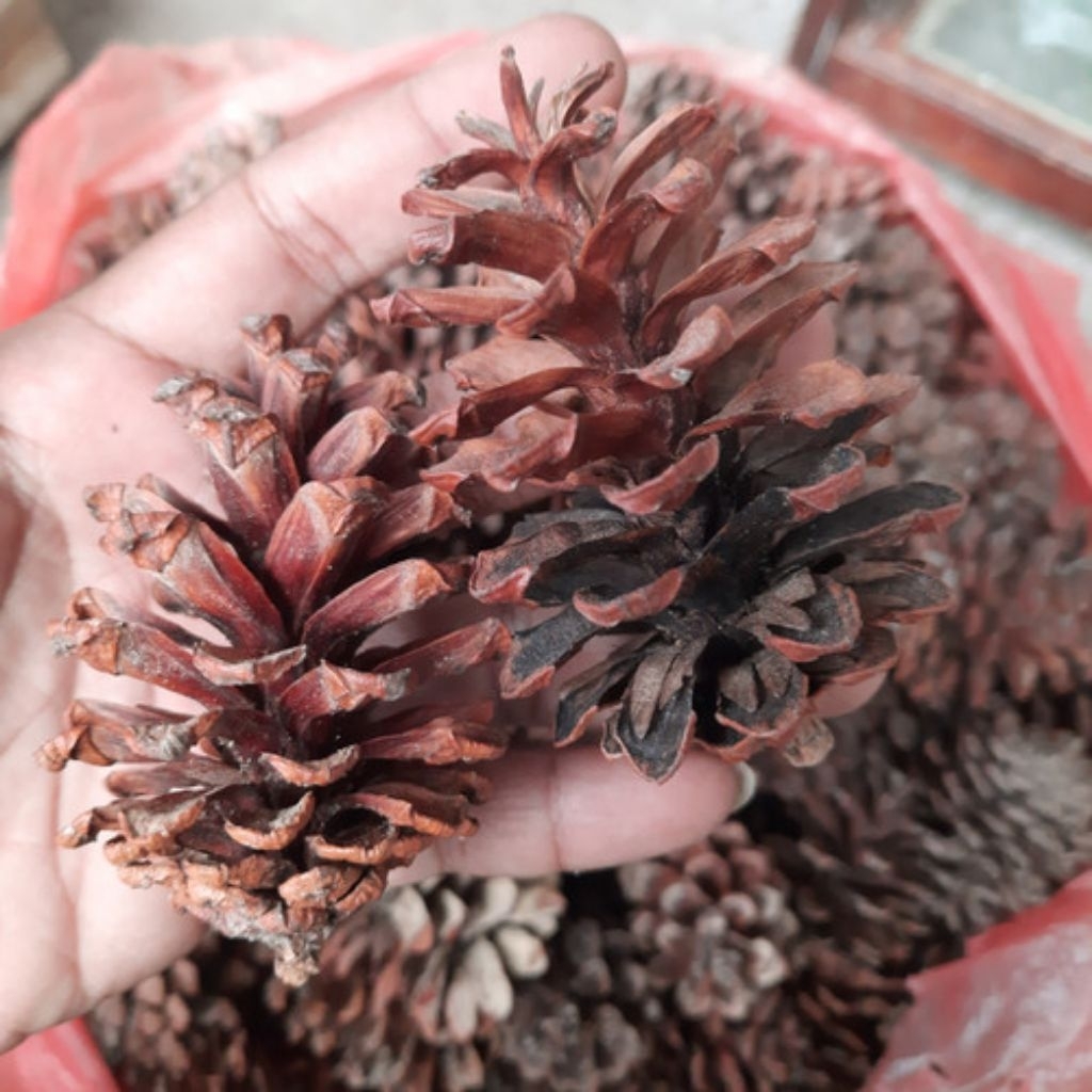 

Bunga pinus kering 500gr