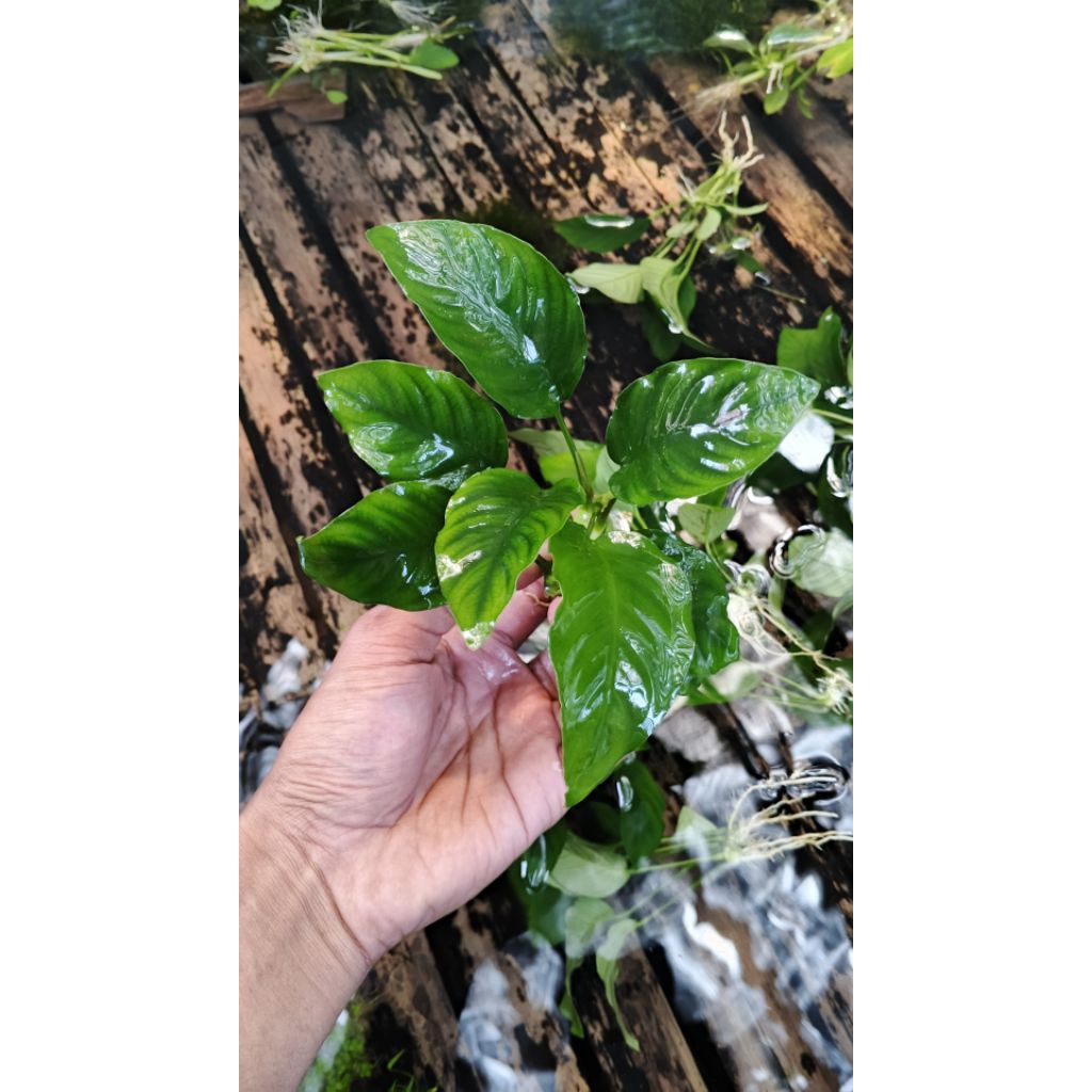 Anubias_bartery_aquascape