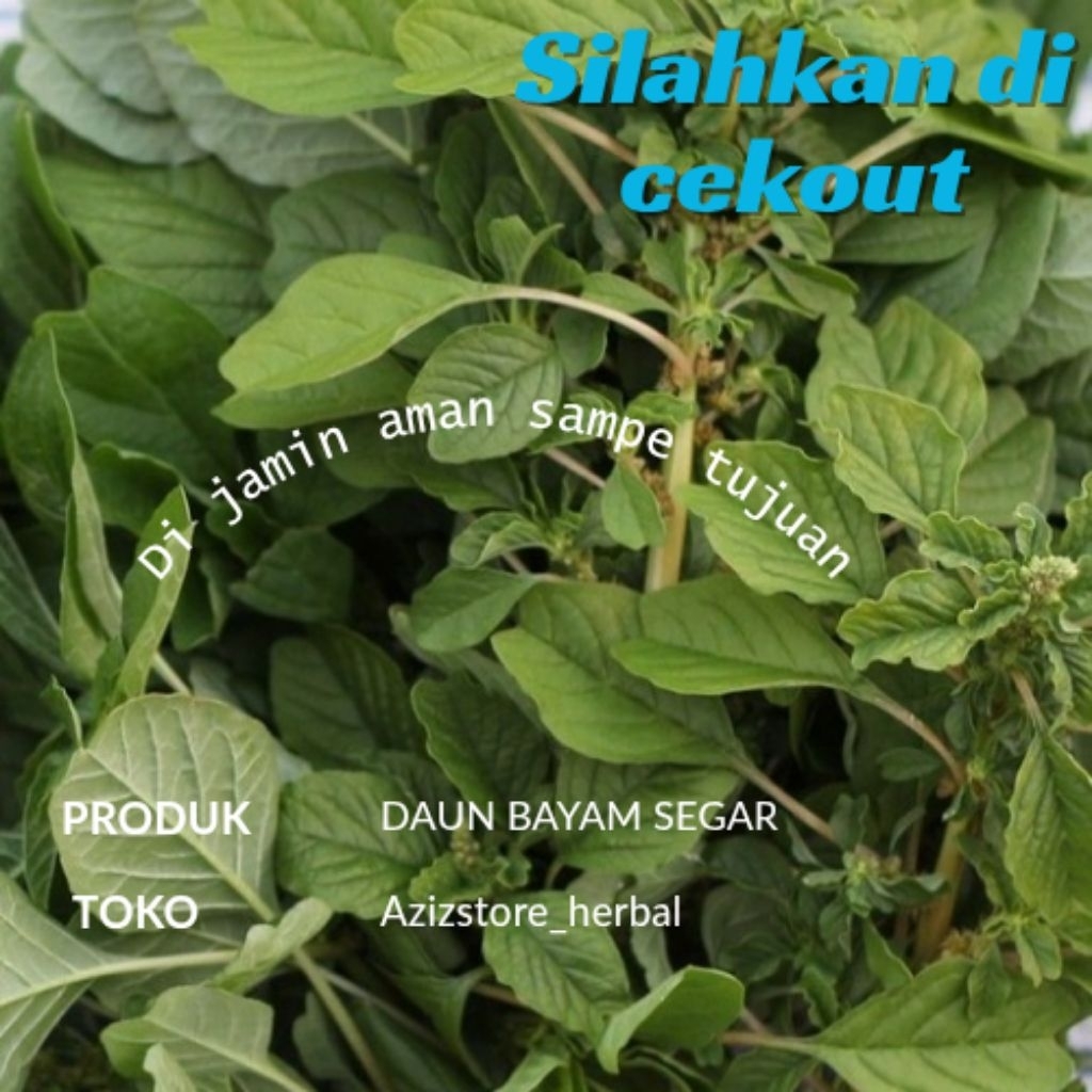 

daun bayam sama batangnya daun bayam segar 500 gram