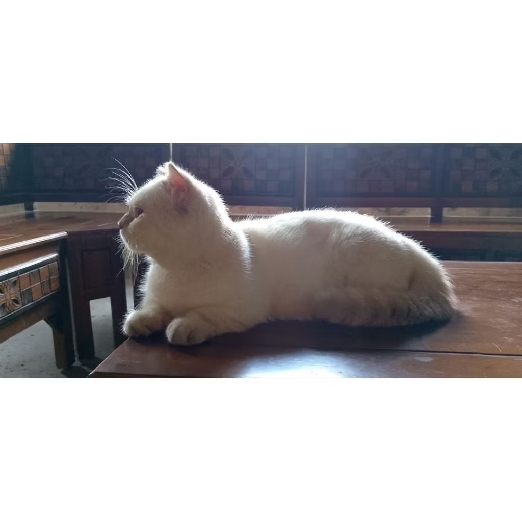 

kucing munchkin jantan