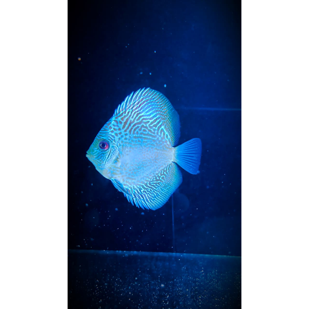Discus Blue LSS (Leopard Snake Skin) 3.5 Inch
