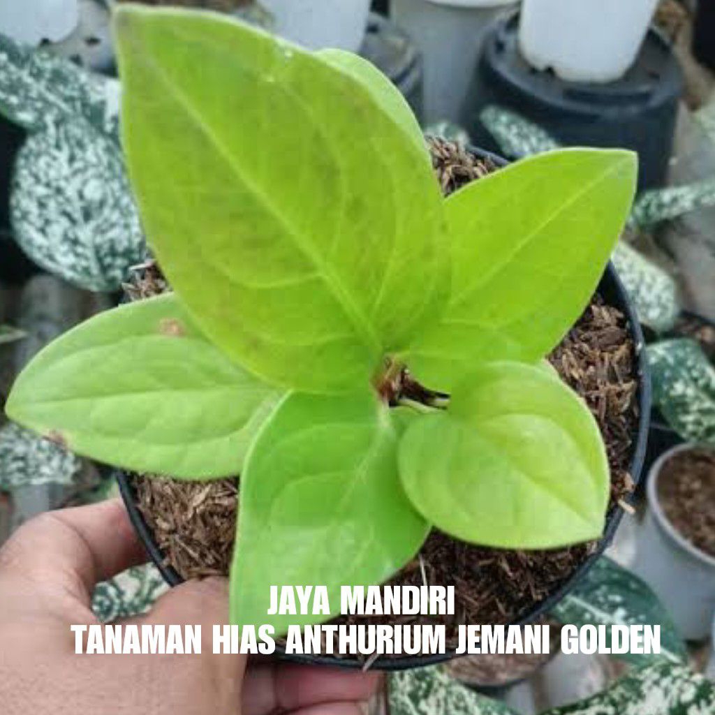 TANAMAN HIAS ANTHURIUM JEMANI GOLDEN