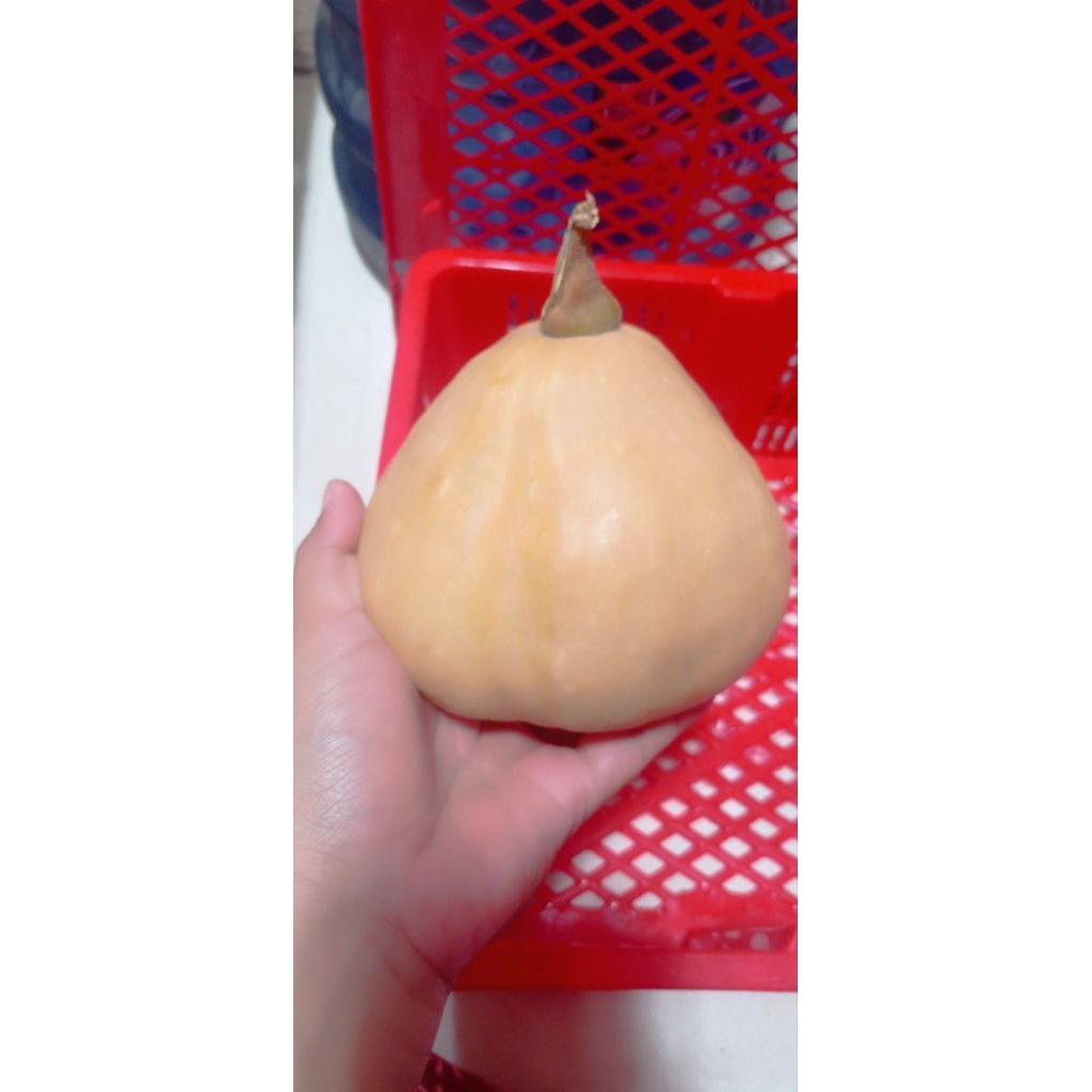 

Butternut pumpkin labu MPASI labu mentega