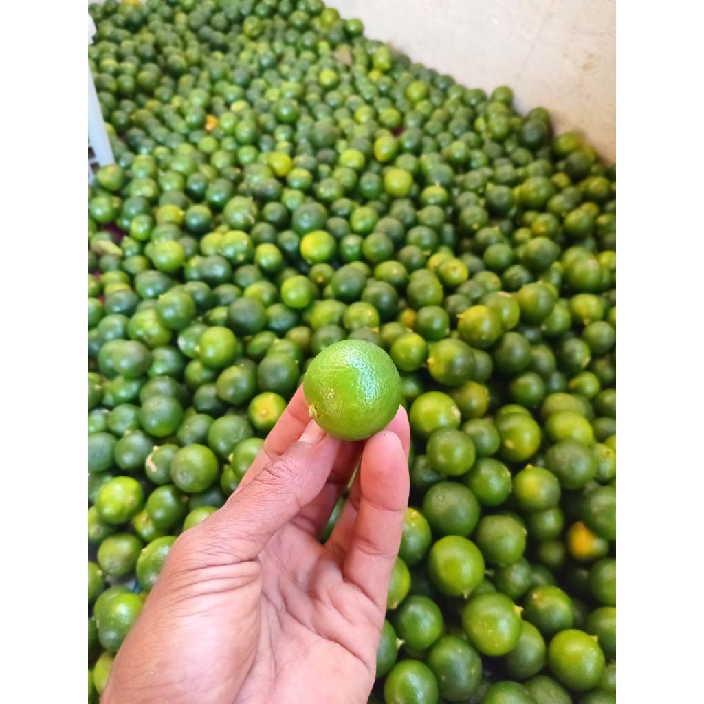 

1.kg jeruk sonkit segar