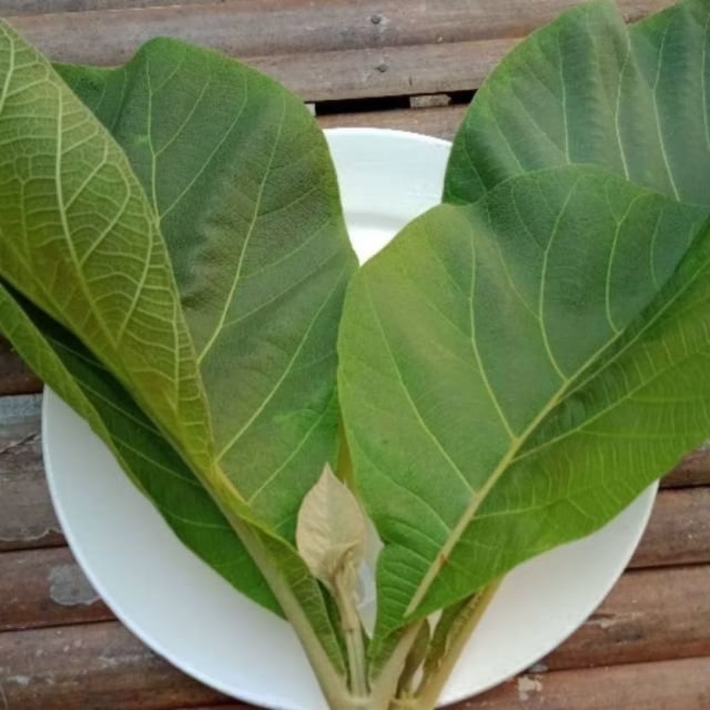 

Termurah Daun Jati segar Pilihan --Daun Jati Asli Herbal Ready stok