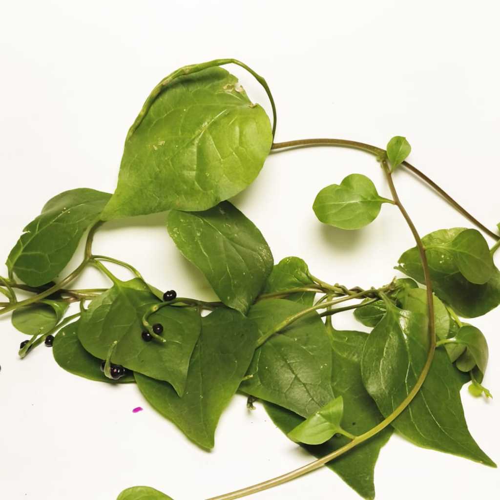 

DAUN BINAHONG HIJAU SEGAR TANPA PESTISIDA 500 gr