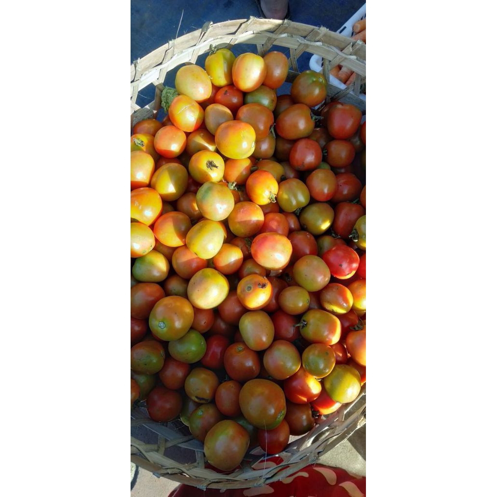 

TOMAT MERAH SUPER 6000/1KG