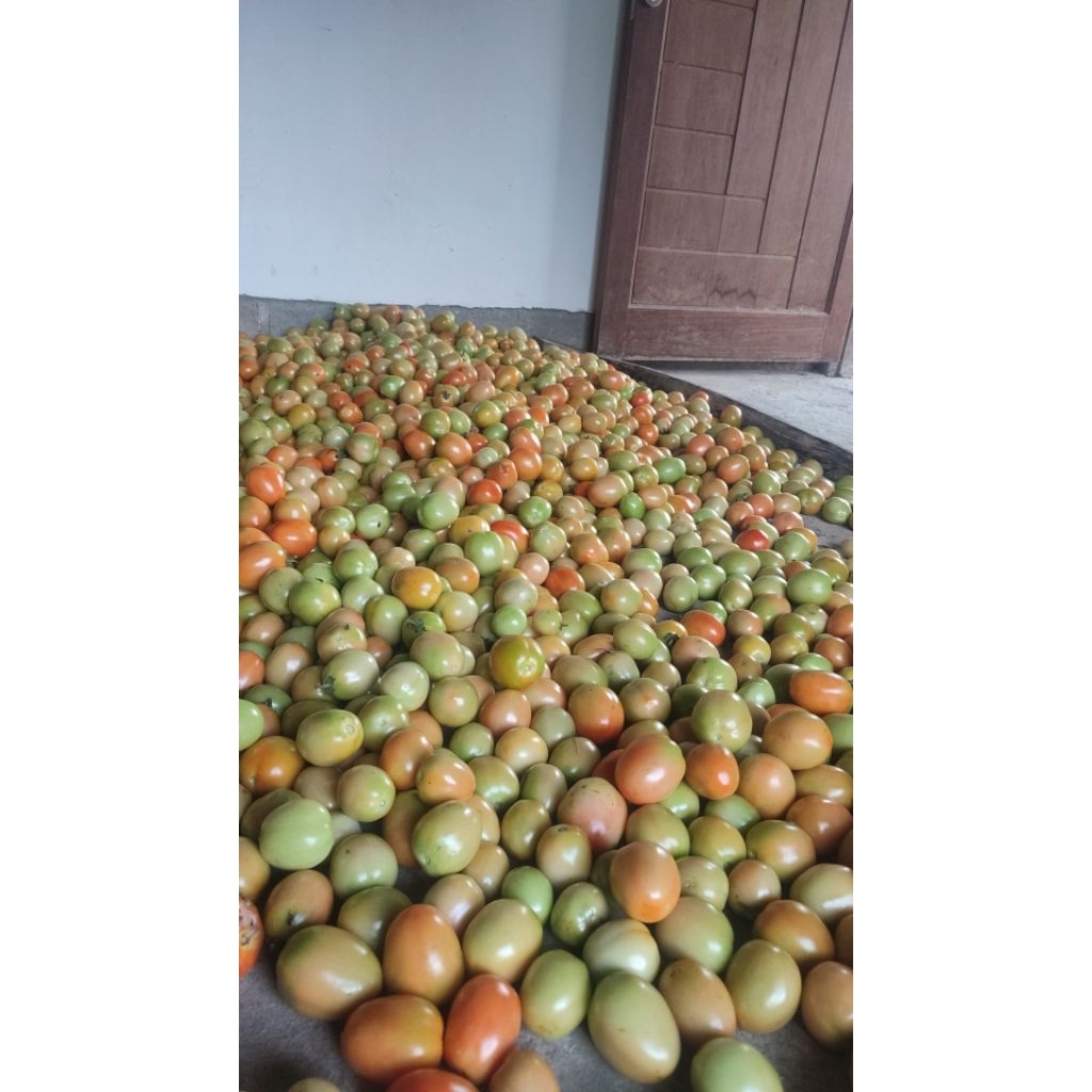 

Tomat segar 1 kg