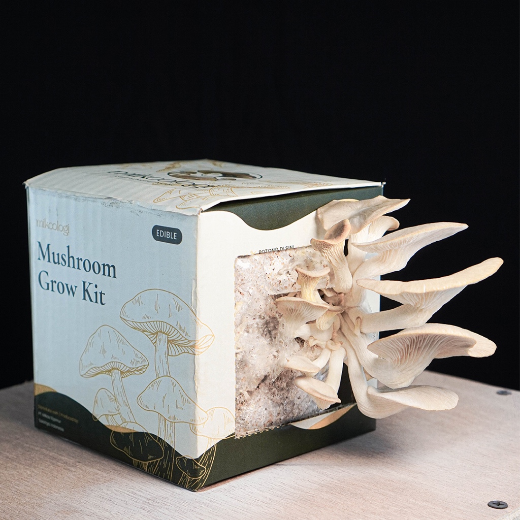 Grey Oyster - Mikoologi Mushroom Grow Kit (Hiasan - Hampers - Kado - Hantaran - Edukasi)