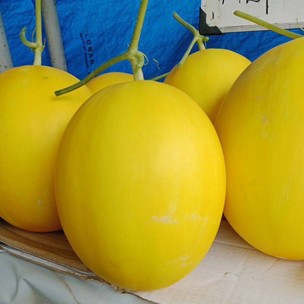 

Melon Golden Alysa/Melon manis 1buah berat 2.2kg INSTANT