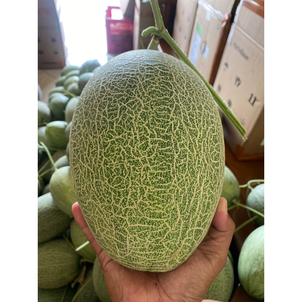 

Buah melon Premiun Sweet Hami