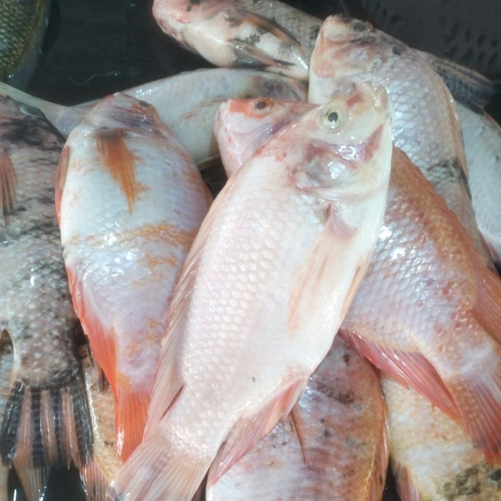 

IKAN.NILA.SEKAR.1KG.ISI.5/6