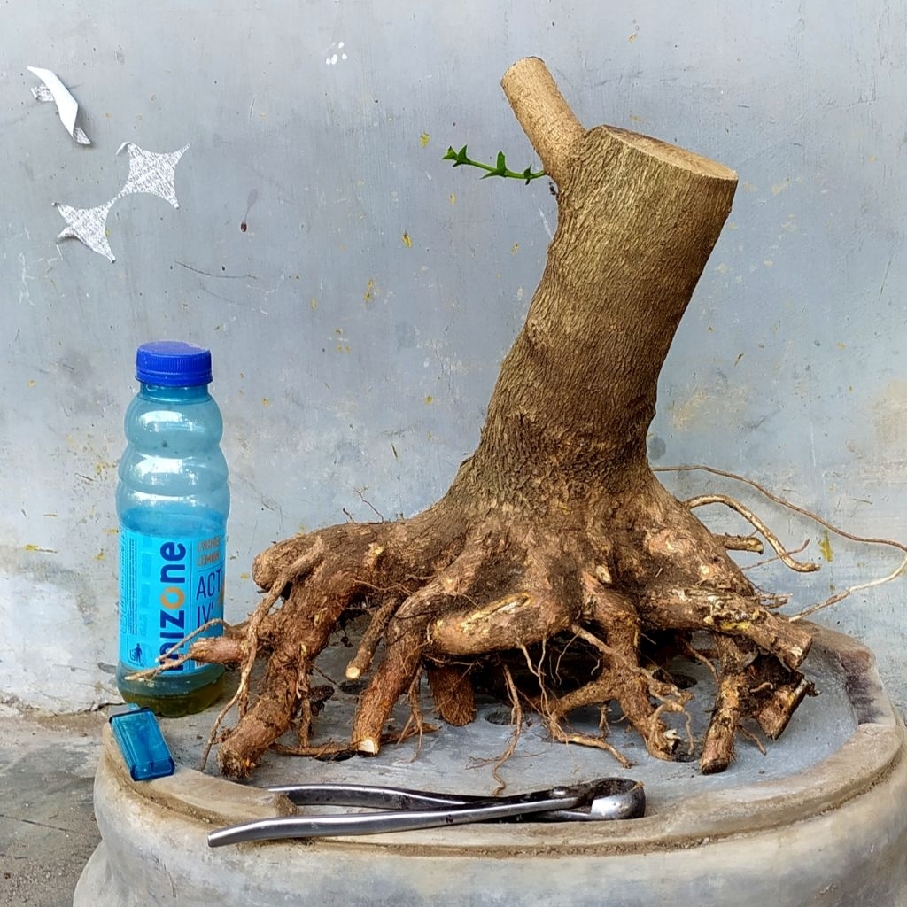 bahan bonsai sancang ori jumbo akar natural