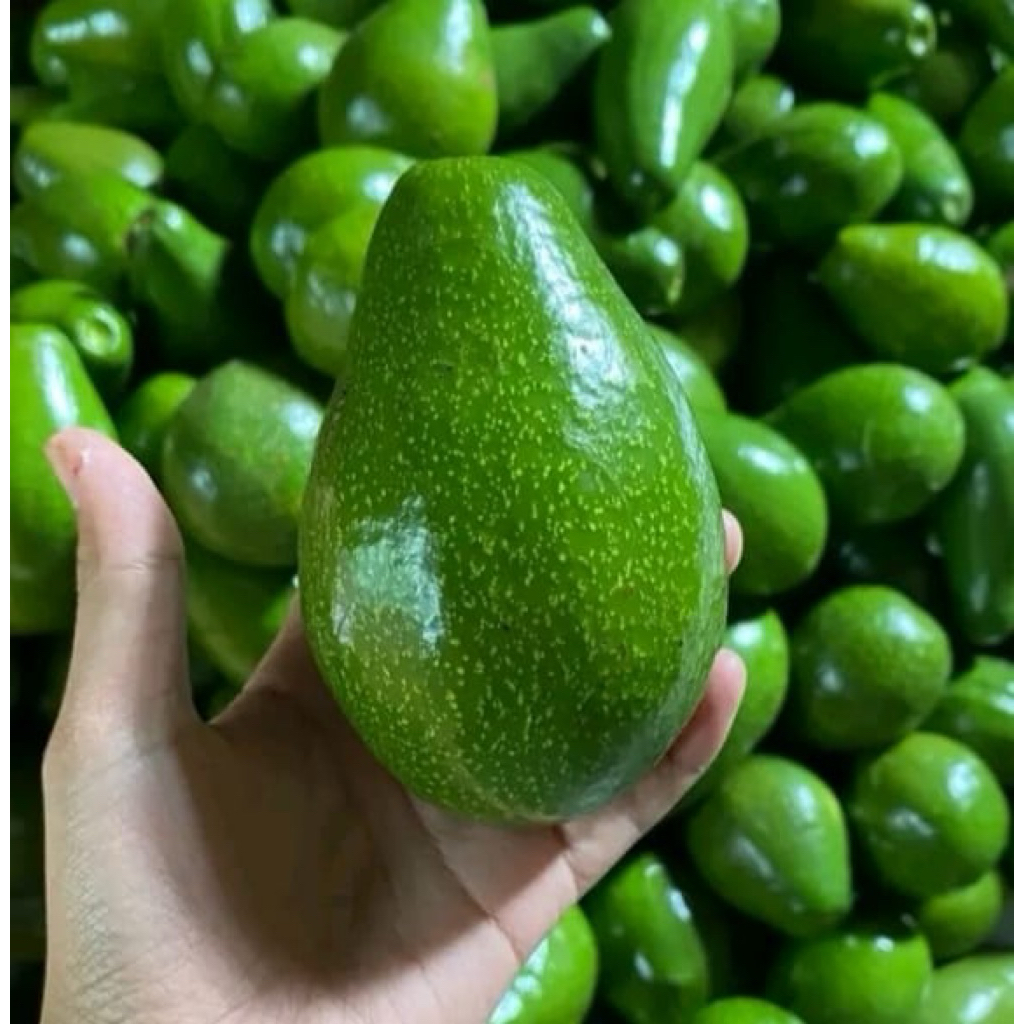 

Alpukat Mentega Wonogiri Ukuran Mini 1kg isi 7