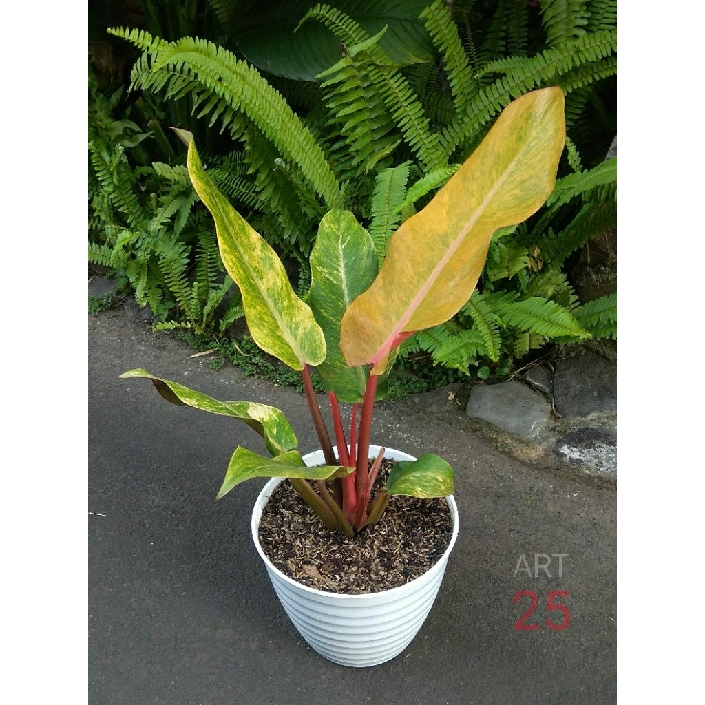 Philodendron Orange Marmalade Philo Tricolour Tricolor Real Picture