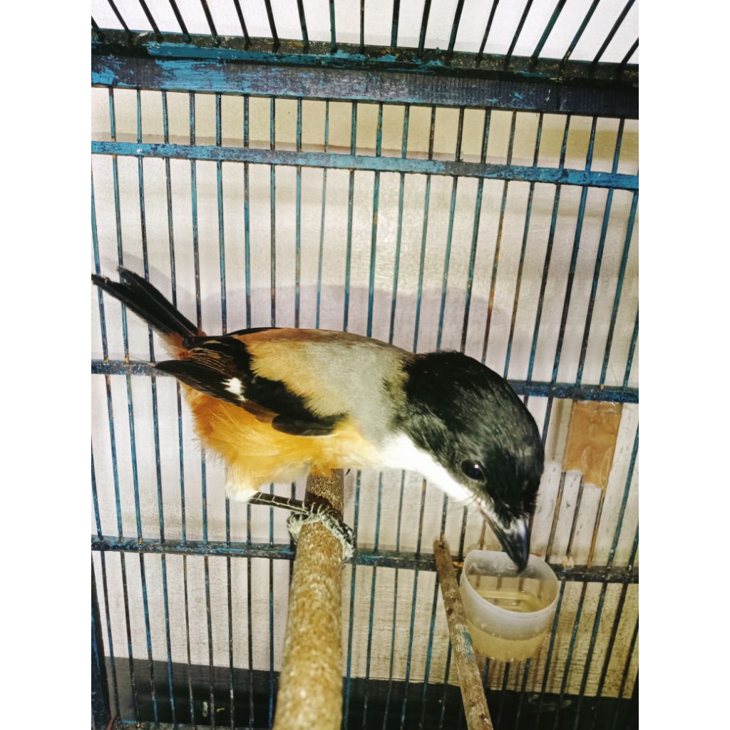 cendet Madura blangkon