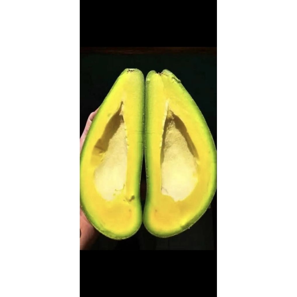 

Alpukat Siger Grade A