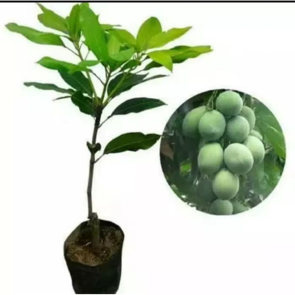 Bibit Mangga Harum Manis Pohon Mangga Bibit Buah Mangga Harum Manis