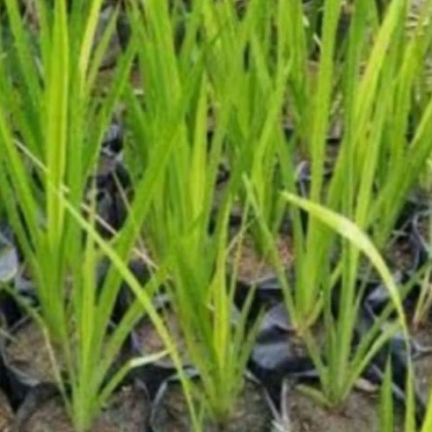 dlingo bawang jringau tanaman tolak balak anti tuyul  tolak sawan