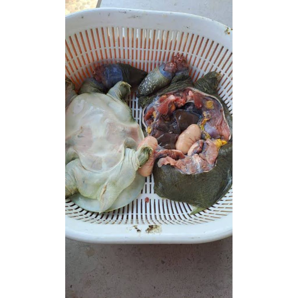 

Daging Bulus pioh beku 500gr