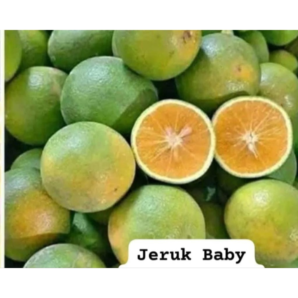 

2KG JERUK BABY JAVA PACITAN