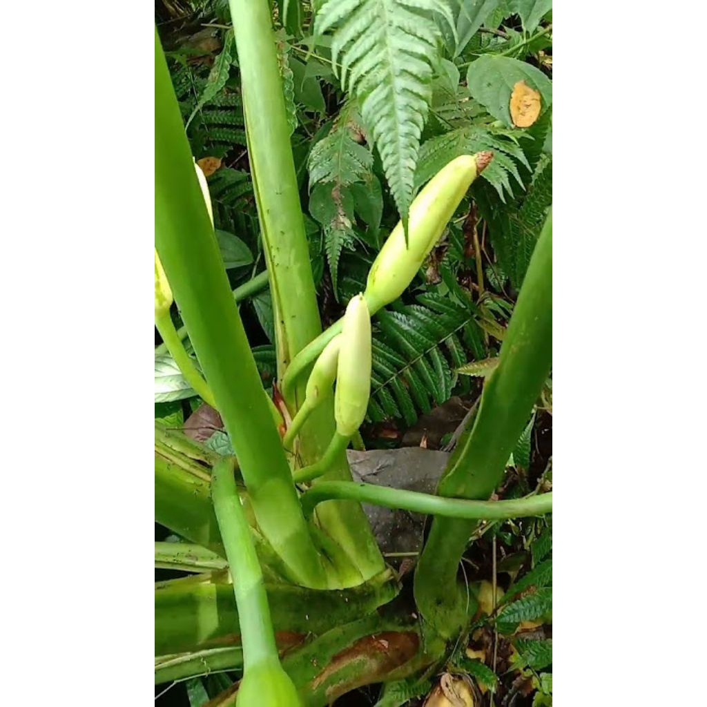 

Buah Cariang Buah nampo sayuran segar