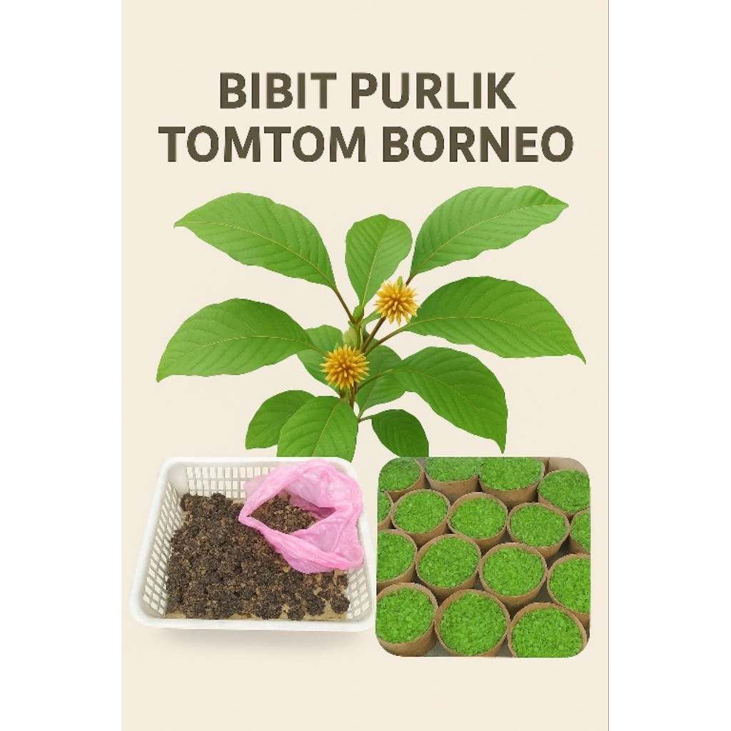 

PRE ORDER Biji seed teh HIJAU Herbal kalimantan tomtom purli purlik purilk