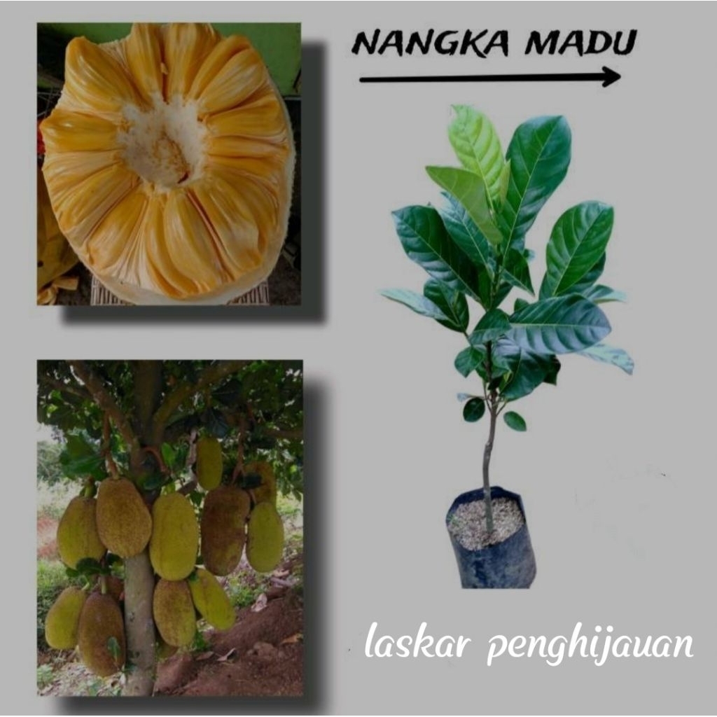 bibit nangka madu jumbo 1 meter bibit nangka madu