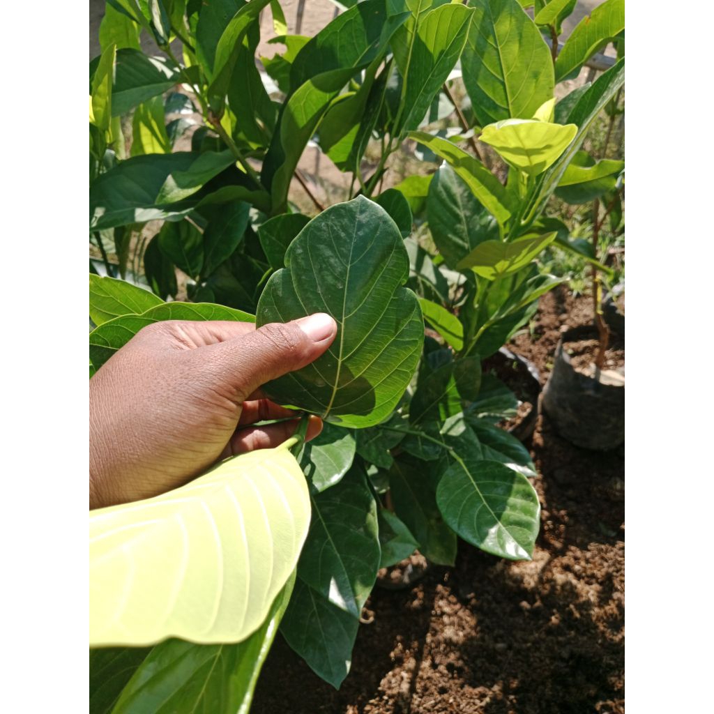 

nangka J33 original daun ada mahkota seperti raja valid 100% hasil okulasi super premium