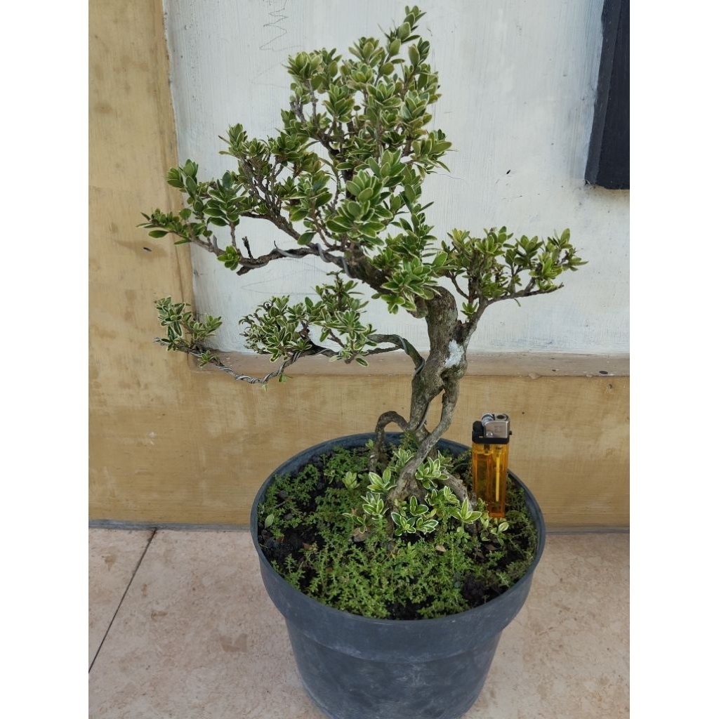 bonsai hingkip / mirten varigata