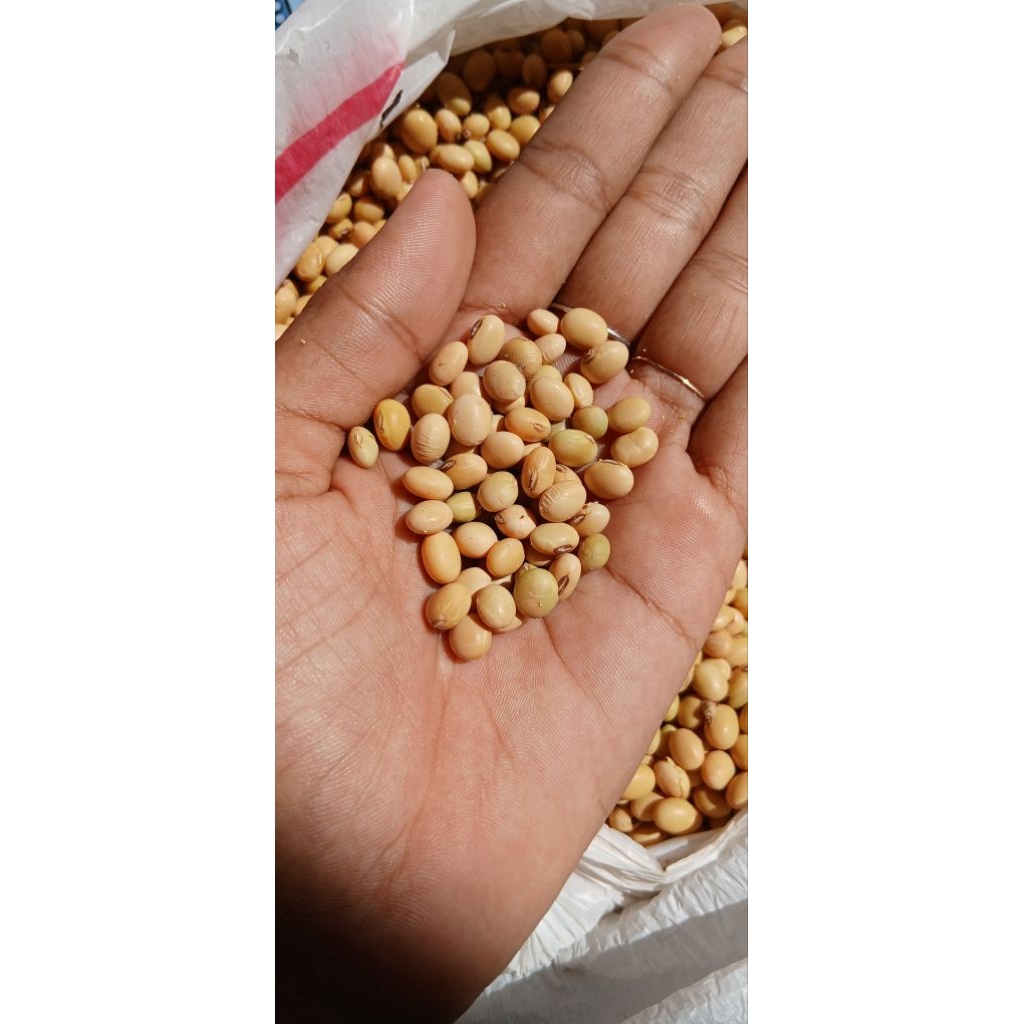 

kedelai organik lokal non gmo 1kg