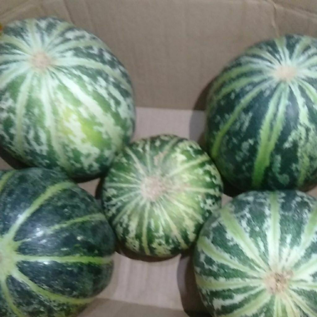 BUAH BLEWAH / BALEWAH / BELEWAH SEGAR